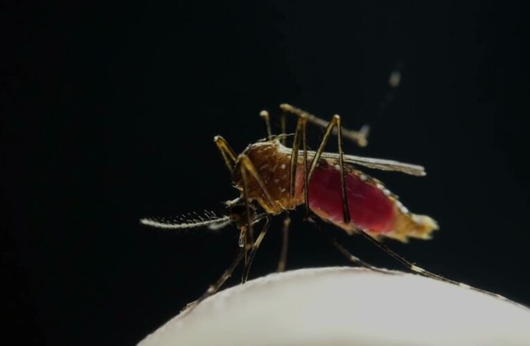 Aumento del dengue en Sudamérica impulsa campaña de vacunación, agota repelentes