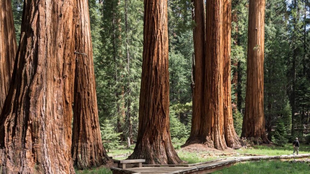 Este paisaje en California puede ser destruido por una plaga y preocupa a los científicos