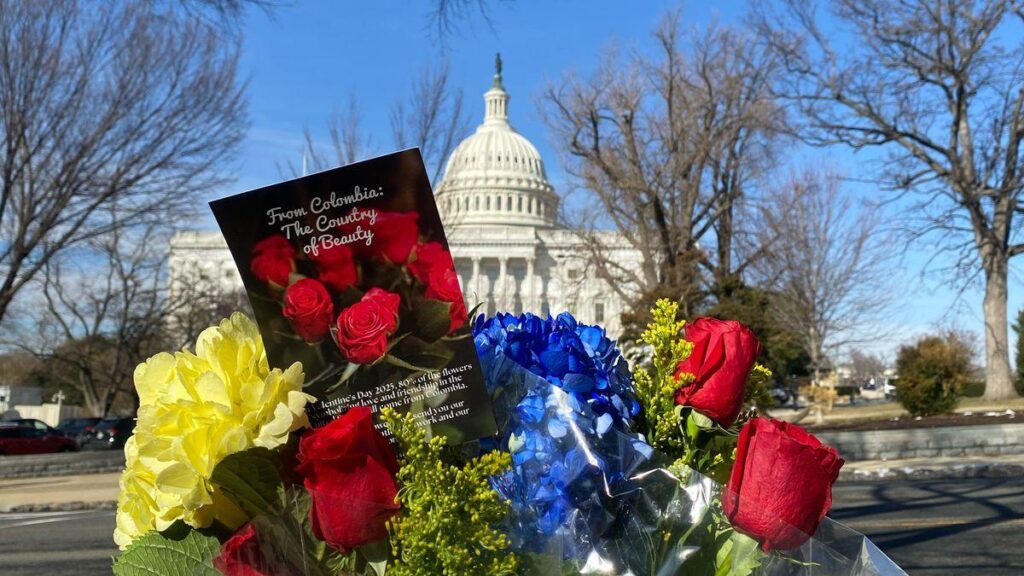 Colombia, a punta de flores, quiere reconquistar a Estados Unidos en el Día de San Valentín