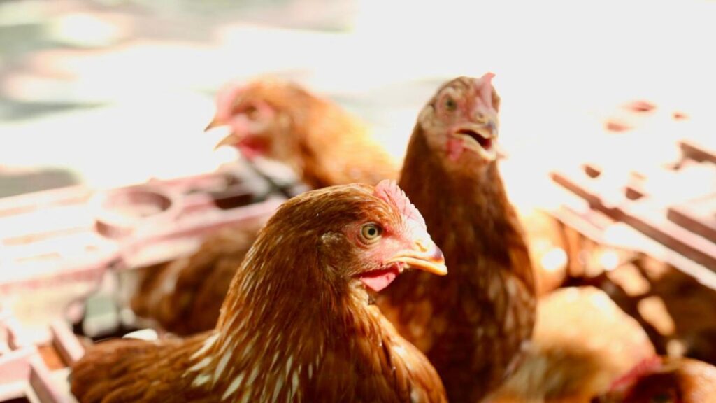 ¿Por qué se disparó el alquiler de gallinas en Estados Unidos y qué medidas se tomaron?