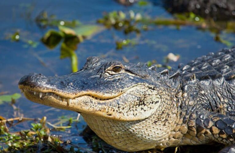 Cuidado: estos son los meses en que los caimanes en Florida son más agresivos