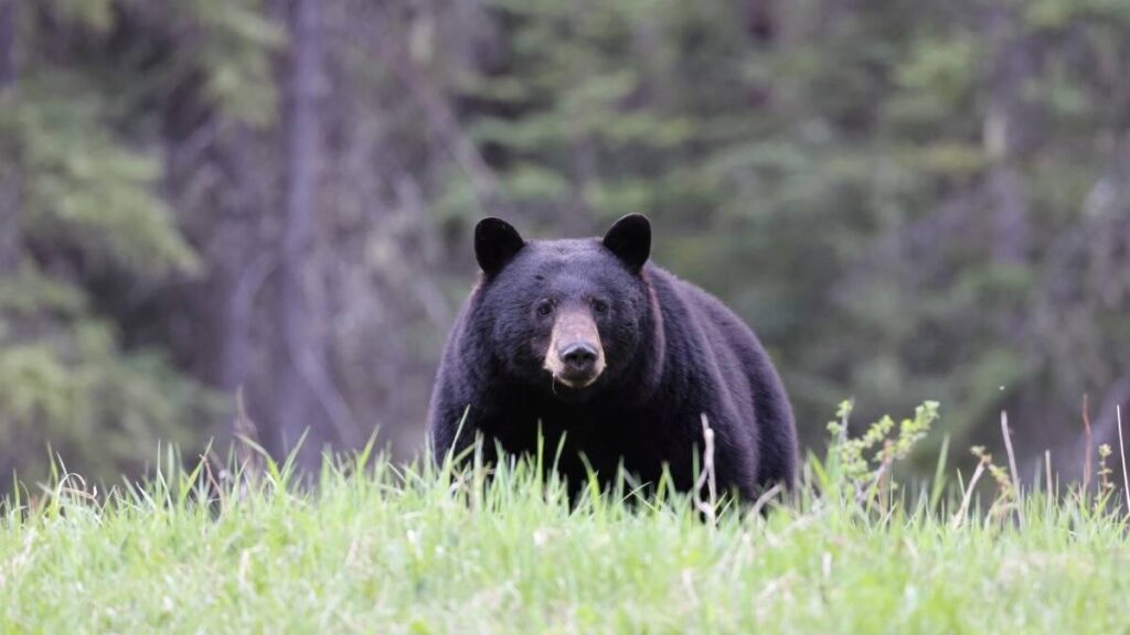 Once personas, entre ellas varios niños, heridas por el ataque de un oso pardo en Toronto, Canadá, mientras se encontraban en una excursión escolar
