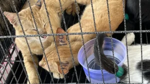 Cae en Vietnam una red dedicada a la comercialización de carne de felino: 400 gatos fueron rescatados